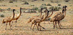 Emu thích đời sống hoang dã tại những khu rừng thưa và các cánh đồng khô cằn