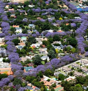 Đừng để vẻ ngoài mỏng manh của loài hoa này đánh lừa bạn! Jacaranda có thể sinh trưởng trong những điều kiện khắc nghiệt nhất, minh chứng qua hình ảnh hàng phượng tím mọc "ngay ngắn" khi nhìn từ phía trên của một thành phố ở Nam Phi.