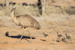 Emu trống sẽ đảm nhận việc ấp trứng và nuôi con
