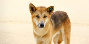 Chó hoang Dingo chủ yếu được tìm thấy tại môi trường hoang dã, hẻo lánh