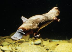 Thú mỏ vịt có thể bơi rất giỏi với phần chân như rái cá
